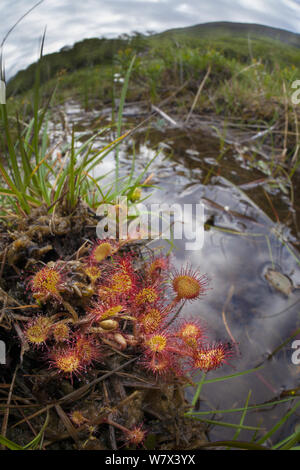 Runde-leaved Sonnentau (Drosera rotundifolia) wachsen im Moor. Isle of Mull, Schottland. Juni. Stockfoto