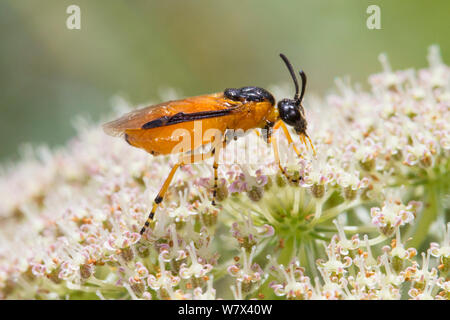 Rübe Sawfly (Athalia rosae) Nationalpark Peak District, Derbyshire, UK. Juli. Stockfoto