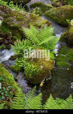 Fluss Dart durch Dart Valley Nature Reserve. Dartmoor, Devon, Großbritannien. Juni. Stockfoto