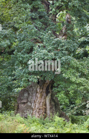 Alte englische Eiche (Quercus robur), Derbyshire, UK. September. Stockfoto