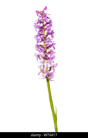 Duftende Orchidee (Gymnadenia conopsenea) auf einem weißen Hintergrund. Nationalpark Peak District, Derbyshire, UK. Juni. Stockfoto