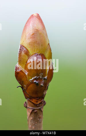 Rosskastanie (Aesculus hippocastanum) Bud. Nationalpark Peak District, Derbyshire, UK. April. Stockfoto