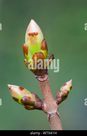 Rosskastanie (Aesculus hippocastanum) Bud. Nationalpark Peak District, Derbyshire, UK. April. Stockfoto