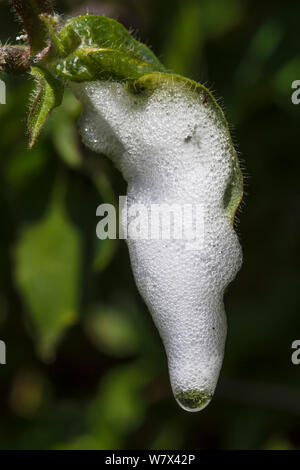 Kuckuck - Spit, einem schaumstoffschutz abgesondert von der Nymphe des Gemeinsamen froghopper (Philaenus spumarius). Devon, UK. Juni. Stockfoto