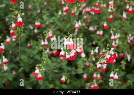 Bunte Blumen von Salvia coccinea Pflanzen Stockfoto