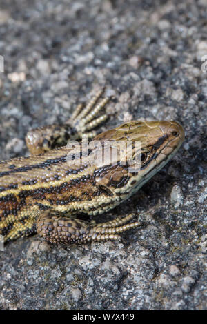 Gemeinsame Eidechsen (Lacerta vivipara) Nahaufnahme des Kopfes, Sonnenbaden auf den Felsen. Nationalpark Peak District, Derbyshire, UK. August. Stockfoto