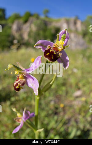 Bienen-ragwurz (Ophyris apifera) im Kalksteinbruch Lebensraum. Nationalpark Peak District, Derbyshire, UK. Juni. Stockfoto