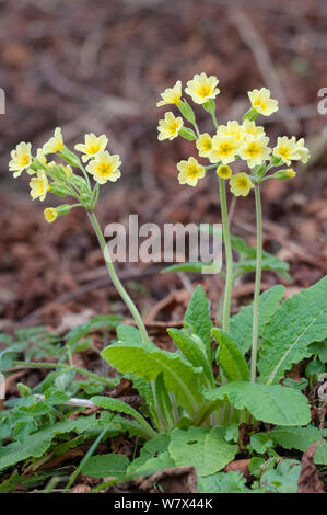 Falsche Oxlip (Primula vulgaris x Veris) Blumen, Nationalpark Peak District, Derbyshire, UK. April. Stockfoto