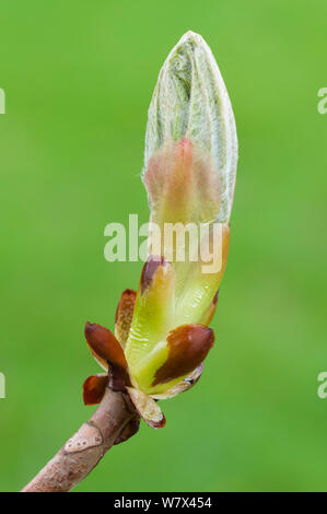 Rosskastanie (Aesculus hippocastanum) Bud. Nationalpark Peak District, Derbyshire, UK. April. Stockfoto