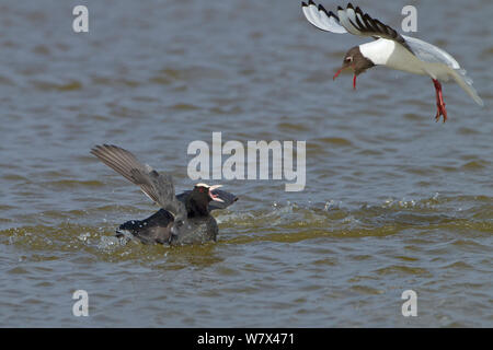 Blässhuhn (Fulica atra) und die schwarze Leitung Möwe (Larus ridibundus) im territorialen Streitigkeiten, UK, März. Stockfoto