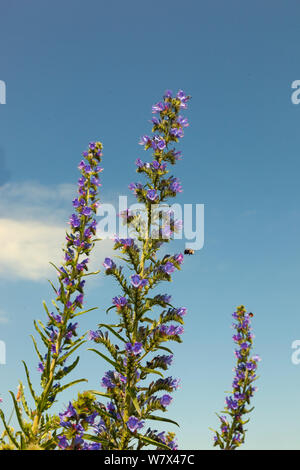 Bienen füttern auf Vipers bugloss (Echium vulgare). Norfolk, UK, Juni. Stockfoto