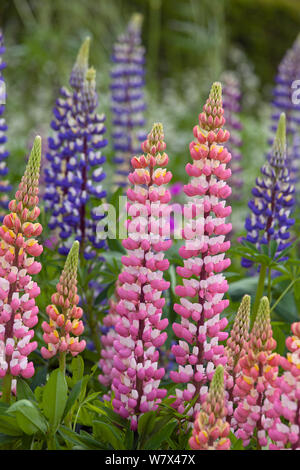 Lupine (Lupinus sp.) wachsen im Staudenbeet, Norfolk, Großbritannien, Juni. Stockfoto