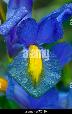 Blue Iris (Iris hollandica) &#39; Blue Magic&#39;, in der Nähe der Blütenblätter nach Regen, UK Garten, Juni. Stockfoto