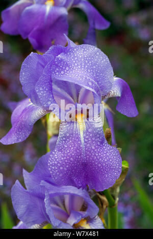 Iris Blume (Iris sp.) nach Regen, Norfolk, Großbritannien, Juni. Stockfoto