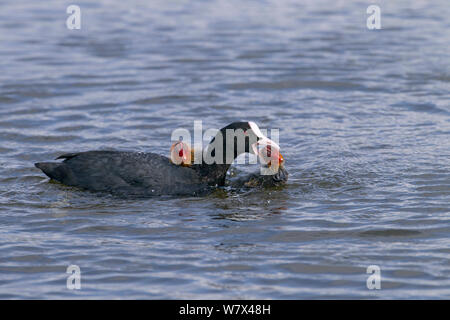 Blässhuhn (Fulica atra) Angriff auf den Jungen. Norfolk, UK, Juni. Stockfoto