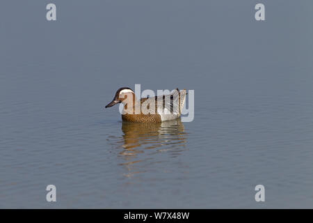 Krickente (Anas querquedula) Drake. Cley finden, Norfolk, UK, Mai. Stockfoto