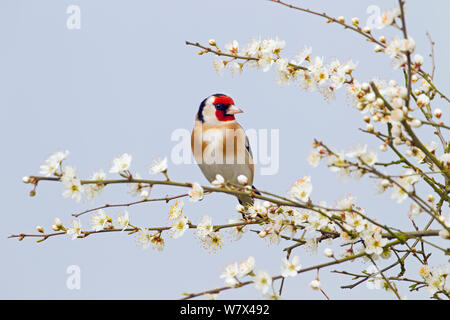 Stieglitz (Carduelis carduelis) auf schlehe blühen. Norfolk, UK, März. Stockfoto