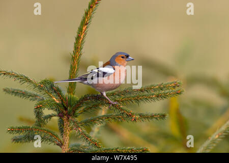 Buchfink (Fringilla coelebs) männlichen auf nadelbaum. Norfolk, UK, März. Stockfoto