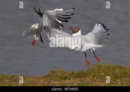 Schwarze Leitung Möwen (Larus ridibundus) über nesting Gebiet kämpfen. UK, März. Stockfoto