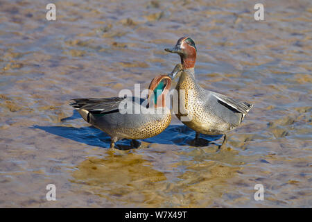 Teal (Anas crecca) Männer kämpften am Wattenmeer. Titchwell, Norfolk, UK, März. Stockfoto