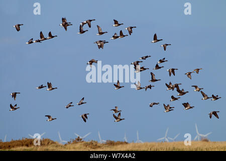 Ringelgans (Branta bernicla) Herde im Flug über sherring Windpark, Norfolk, UK, März. Stockfoto