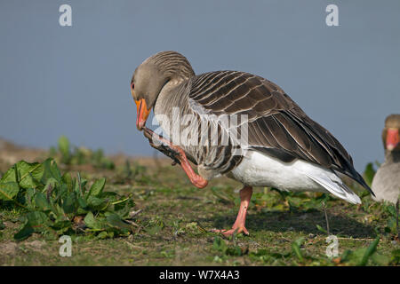 Graugans (Anser anser) Kratzen. Norfolk, UK, März. Stockfoto