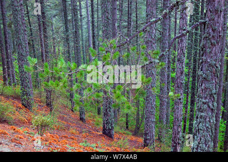 Alte Schwarzkiefer (Pinus nigra), Troodos National Park, Zypern, Mai. Stockfoto