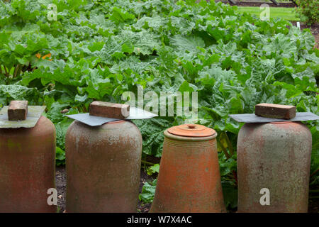 Alte Terrakotta zwingen Töpfen auf Rhabarber Patch. UK, Juni. Stockfoto