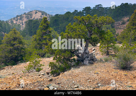 Alte Wacholder (Juniperus Foetidissima), Troodos National Park, Zypern, Mai. Stockfoto