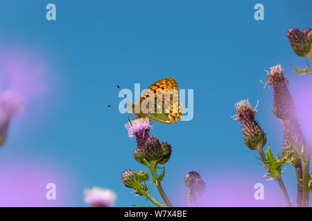 Dunkelgrün fritillary (ceriagrion Doris) auf creeping Thistle. Burnham Overy Sanddünen, Norfolk, Großbritannien, Juli. Stockfoto