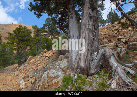 Alte Wacholder (Juniperus Foetidissima), Troodos National Park, Zypern, Mai. Stockfoto