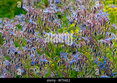 Borretsch/starflower (Borago officinalis), Kräutergarten, UK, April. Stockfoto