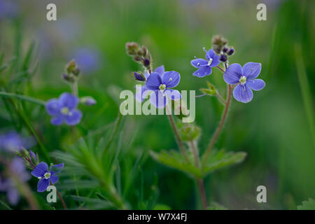 Germander Ehrenpreis (Veronica chamaedrys) im Feld Marge wächst. East Anglia, England, April. Stockfoto