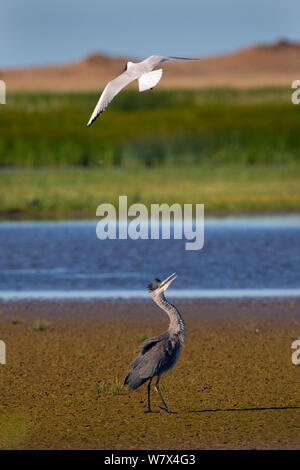 Unreife Graureiher (Ardea cinerea) von Schwarz vorangegangen Möwe (Larus ridibundus). Norfolk, UK, Juni. Stockfoto