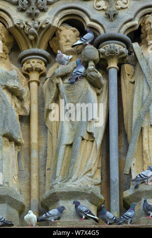 Wilde Taube (Columba livia) auf die Westfassade der Kathedrale von Wells, Somerset, UK, April. Stockfoto