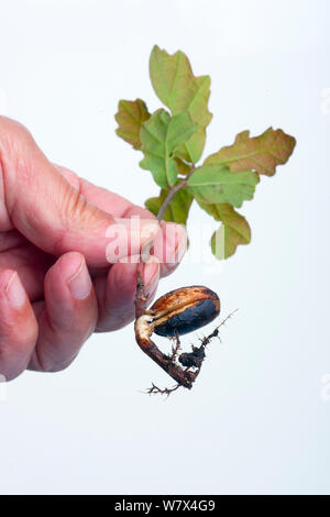 Sämling Eiche (Quercus robur) in der Hand gehalten. Stockfoto