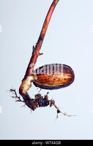 Sämling Eiche (Quercus robur) Wurzeln und Samen falle, aus der es gewachsen ist Stockfoto