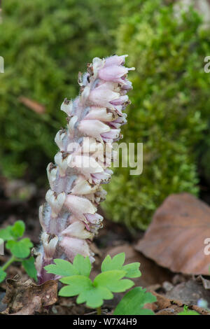 Toothwort (Lathraea squamaria). Parasitäre auf Hasel (Corylus) Surrey, England, April. Stockfoto