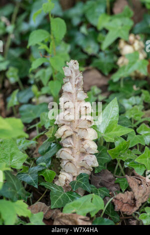 Toothwort (Lathraea squamaria) Parasitäre auf Hasel (Corylus) Surrey, England, April. Stockfoto