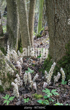 Toothwort (Lathraea squamaria). Parasitäre auf Hazel. Surrey, England, April. Stockfoto