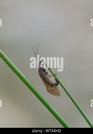 (Sialis lutaria Erle fliegen) Eier auf Reed über Teich Oberfläche. Surrey, England, April. Stockfoto