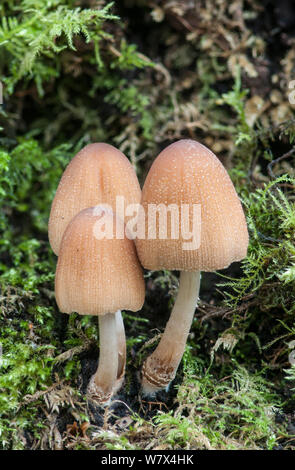 Glitzernde inkcap Pilz (Coprinus micaceus)/Coprinellus, Surrey, England, Februar. Stockfoto