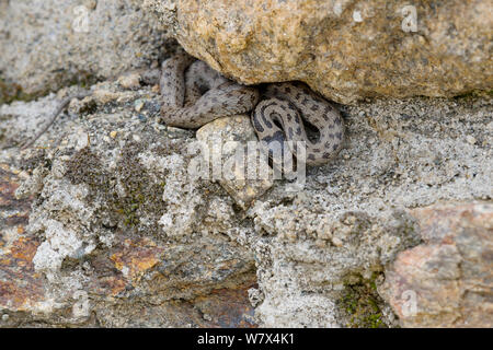 Glatte Schlange (Coronella austriaca), Italien, April. Stockfoto