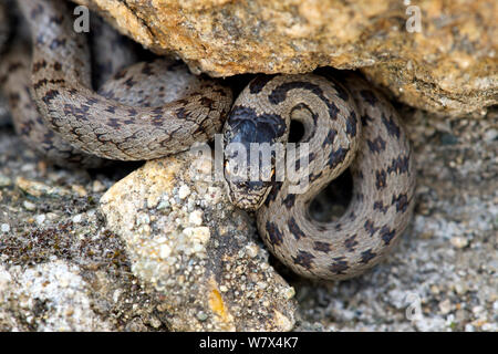 Glatte Schlange (Coronella austriaca), Italien, April. Stockfoto