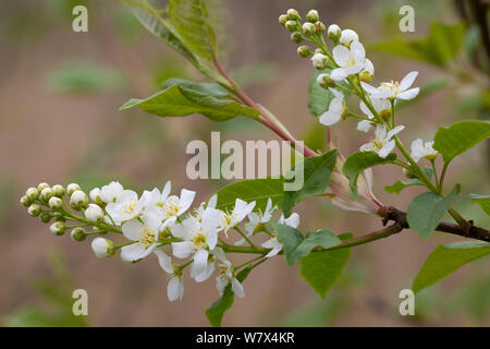 Blühende vogel Kirsche (Prunus padus), Cumbria, Großbritannien. April. Stockfoto