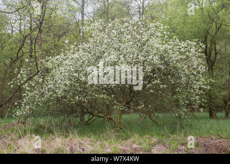 Blühende vogel Kirsche (Prunus padus), Cumbria, Großbritannien. April. Stockfoto