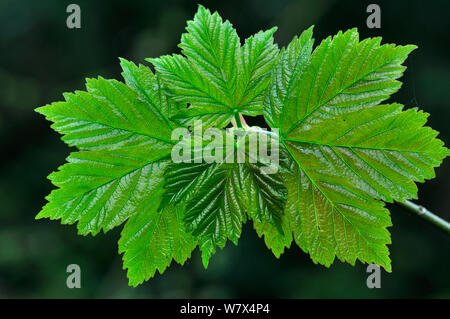 Frische Bergahorn (Acer pseudoplatanus) Blätter im Frühjahr. Dorset, UK, April. Stockfoto