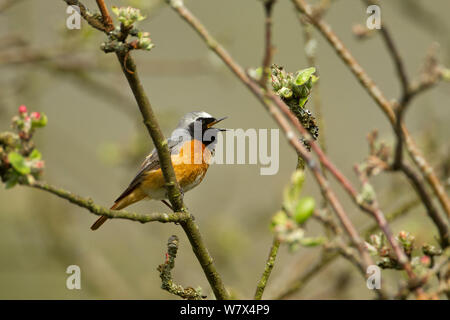 Redstart (Phoenicurus phoenicurus) erwachsenen männlichen Gesang, UK, Mai. Stockfoto