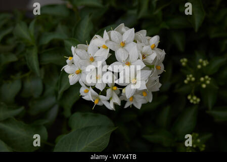 Weiß blütenstand von Solanum laxum Rebe Stockfoto