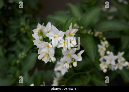 Weiß blütenstand von Solanum laxum Rebe Stockfoto